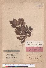 Cinnamomum doederleinii Engl.