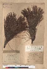Pinus thunbergii Parl. 黑松