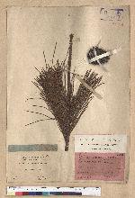 Pinus thunbergii Parl. 黑松