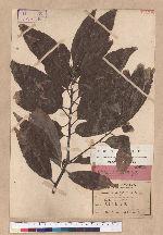 Quercus yayeyamensis Koidz