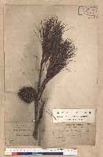 Pinus taiwanensis Hayata 臺灣二葉松
