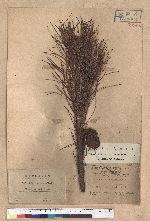 Pinus taiwanensis Hayata 臺灣二葉松
