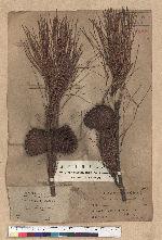Pinus taiwanensis Hayata 臺灣二葉松