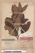 Litsea japonica Mirb.