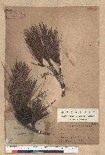 Pinus taiwanensis Hayata 臺灣二葉松