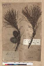 Pinus taiwanensis Hayata 臺灣二葉松