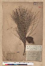 Pinus taiwanensis Hayata 臺灣二葉松