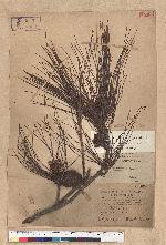Pinus taiwanensis Hayata 臺灣二葉松