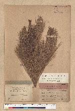 Pinus luchuensis Mayer 琉球松