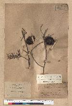 Pseudotsuga wilsoniana Hayata 臺灣黃杉(威氏帝杉)
