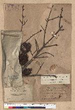 Pseudotsuga wilsoniana Hayata 臺灣黃杉(威氏帝杉)