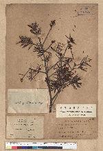 Pseudotsuga wilsoniana Hayata 臺灣黃杉(威氏帝杉)