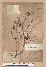 Tsuga chinensis (Franch.) Pritz. ex Diels var. formosana (Hayata) Li & Keng 臺灣鐵杉