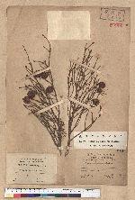 Tsuga chinensis (Franch.) Pritz. ex Diels var. formosana (Hayata) Li & Keng 臺灣鐵杉