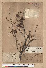 Tsuga chinensis (Franch.) Pritz. ex Diels var. formosana (Hayata) Li & Keng 臺灣鐵杉