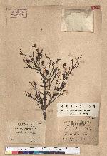 Tsuga chinensis (Franch.) Pritz. ex Diels var. formosana (Hayata) Li & Keng 臺灣鐵杉