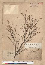 Tsuga chinensis (Franch.) Pritz. ex Diels var. formosana (Hayata) Li & Keng 臺灣鐵杉