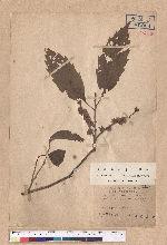 Castanopsis formosana (Skan) Hayata 臺灣栲