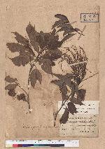 Castanopsis formosana (Skan) Hayata 臺灣栲