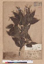 Castanopsis formosana (Skan) Hayata 臺灣栲
