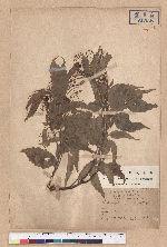 Castanopsis formosana (Skan) Hayata 臺灣栲