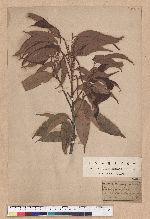 Castanopsis fabri Hance 星刺栲