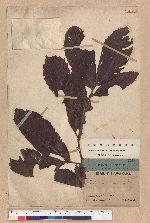 Castanopsis indica (Roxb.) A. DC. 印度栲