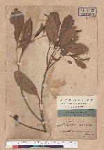 Castanopsis indica (Roxb.) A. DC. 印度栲