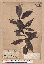 Castanopsis kawakamii Hayata 大葉苦櫧