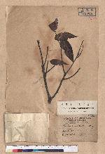 Castanopsis kawakamii Hayata 大葉苦櫧