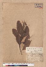 Castanopsis subacuminata Hayata