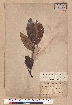 Castanopsis subacuminata Hayata