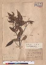 Castanopsis hystrix A. DC. 火燒柯