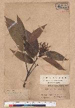 Castanopsis hystrix A. DC. 火燒柯