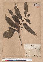 Castanopsis taiwaniana Hayata