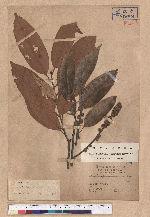 Castanopsis hystrix A. DC. 火燒柯