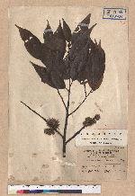 Castanopsis taiwaniana Hayata