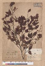 Fagus hayatae Palib. 臺灣山毛櫸