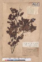 Fagus hayatae Palib. 臺灣山毛櫸
