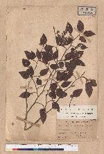 Fagus hayatae Palib. 臺灣山毛櫸