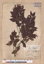 Fagus hayatae Palib. 臺灣山毛櫸