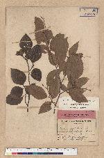 Fagus sylvatica L. var. sieboldi