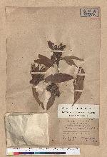 Lithocarpus amygdalifolius (Skan ex Forbes & Hemsl.) Hayata 杏葉石櫟