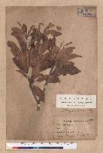 Lithocarpus sp.