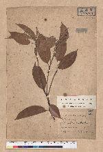 Quercus breviceaudata (Skan) Hayata