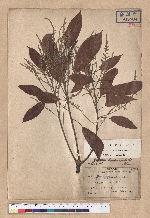 Quercus breviceaudata (Skan) Hayata