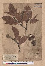 Quercus breviceaudata (Skan) Hayata