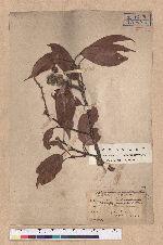 Quercus breviceaudata (Skan) Hayata