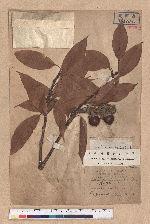 Quercus breviceaudata (Skan) Hayata