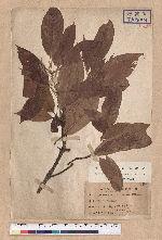 Quercus breviceaudata (Skan) Hayata